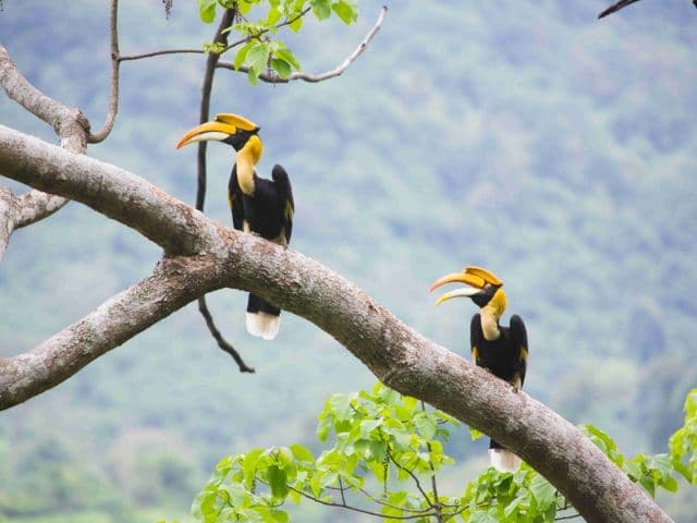 Gaoligong rainforest paradise with Skywalker Hoolock Gibbon | Yunnan, China