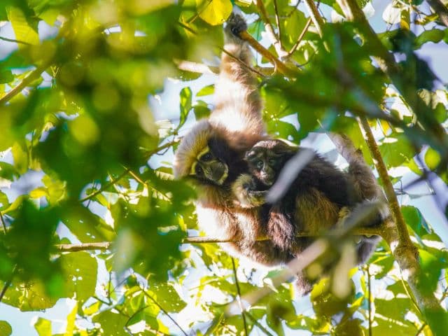 Gaoligong rainforest paradise with Skywalker Hoolock Gibbon | Yunnan, China