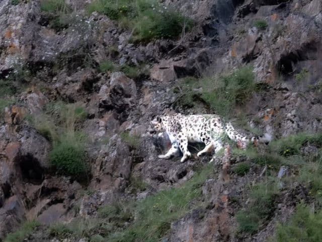Snow leopard safari at the Qinghai-Tibet plateau | China