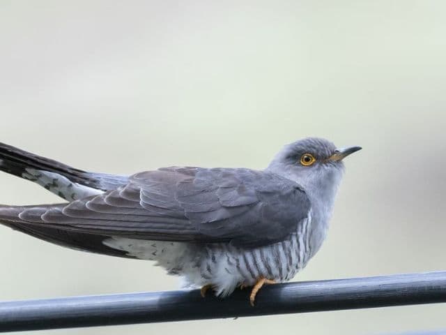 Snow leopard safari at the Qinghai-Tibet plateau | China