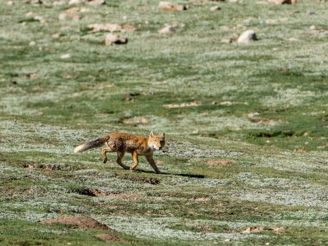 Snow leopard safari at the Qinghai-Tibet plateau | China