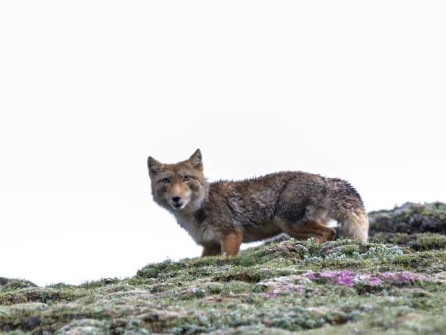 Snow leopard safari at the Qinghai-Tibet plateau | China