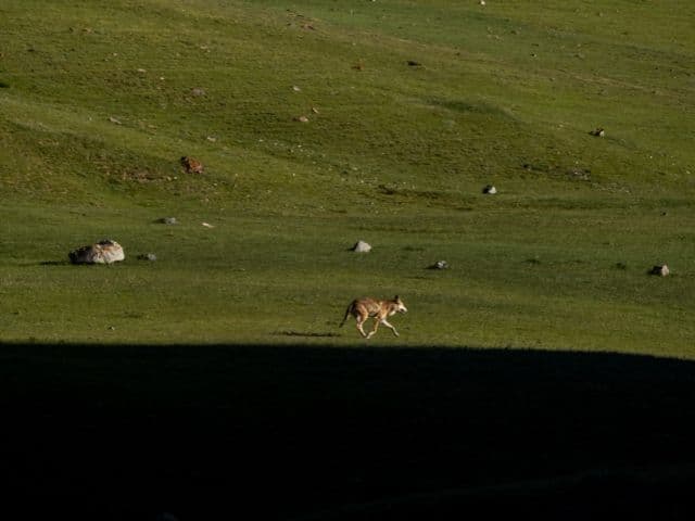 Snow leopard safari at the Qinghai-Tibet plateau | China