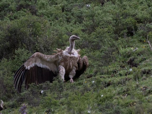 Snow leopard safari at the Qinghai-Tibet plateau | China