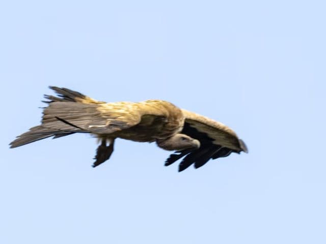 Snow leopard safari at the Qinghai-Tibet plateau | China