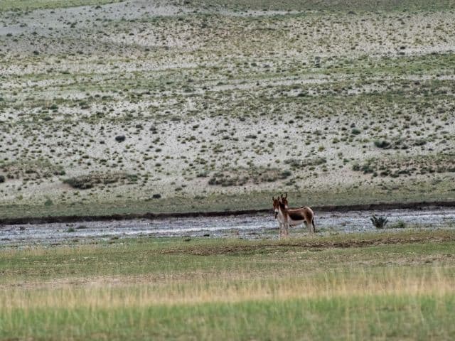 Snow leopard safari at the Qinghai-Tibet plateau | China