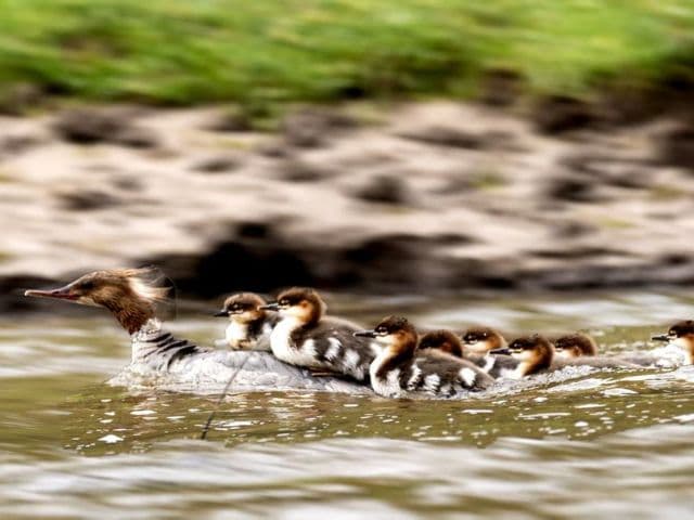 Snow leopard safari at the Qinghai-Tibet plateau | China