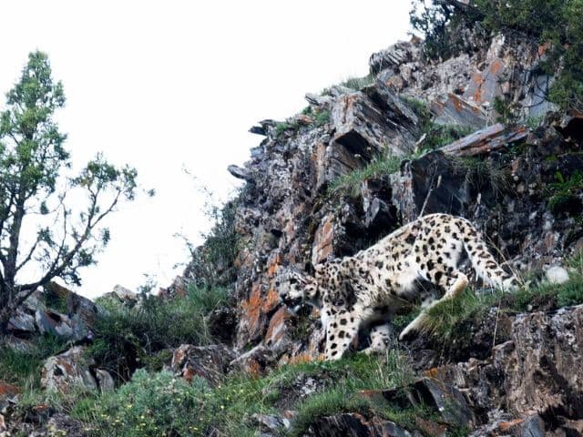 Snow leopard safari at the Qinghai-Tibet plateau | China
