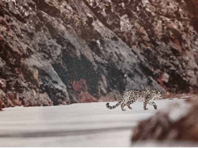 Snow leopard safari at the Qinghai-Tibet plateau | China