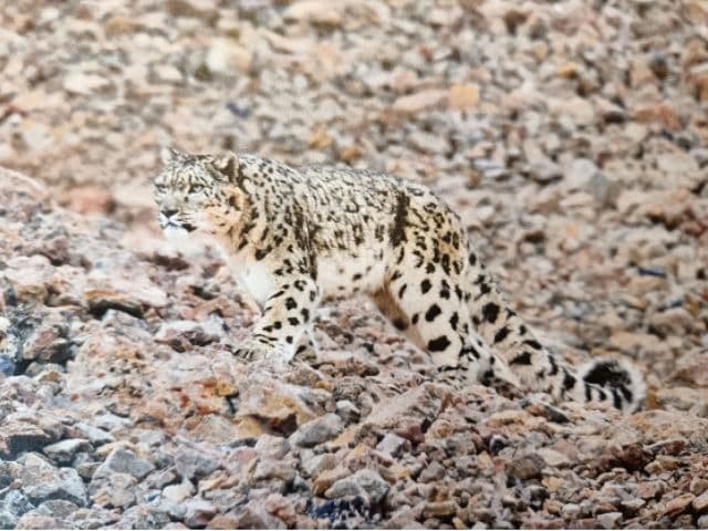 Snow leopard safari at the Qinghai-Tibet plateau | China