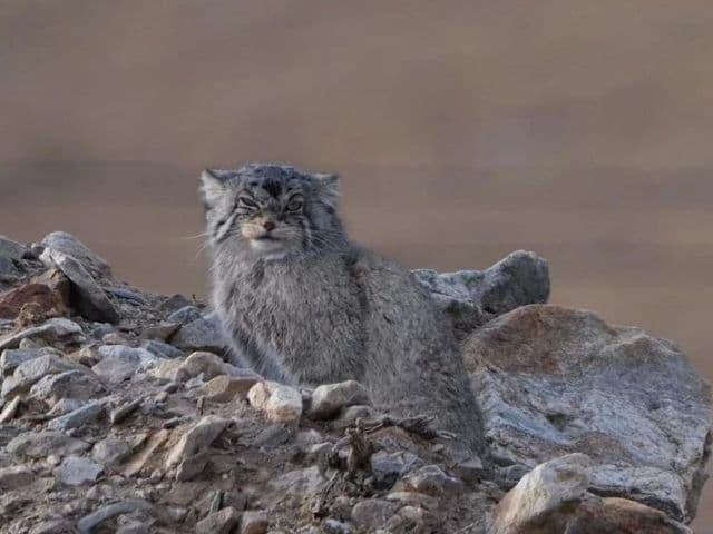 Snow leopard safari at the Qinghai-Tibet plateau | China