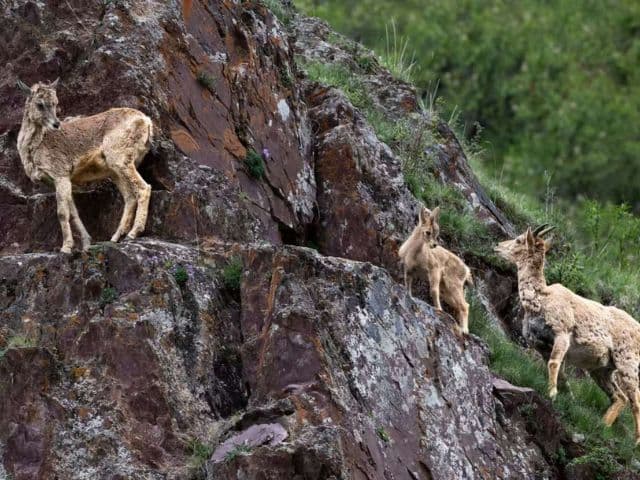 Snow leopard safari at the Qinghai-Tibet plateau | China