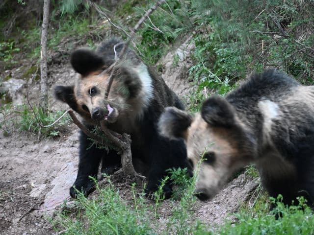 Snow leopard safari at the Qinghai-Tibet plateau | China