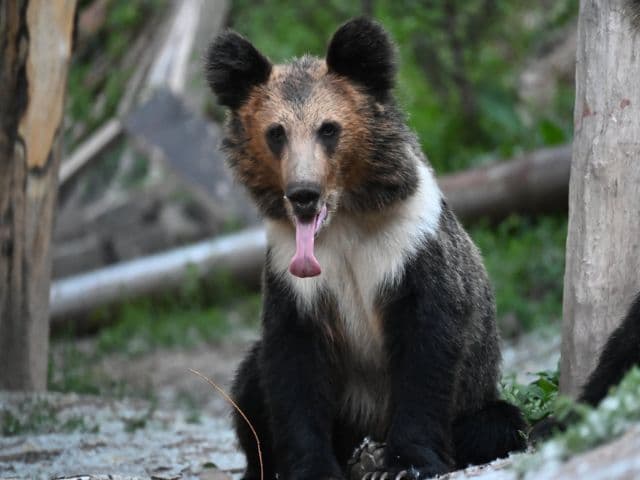 Snow leopard safari at the Qinghai-Tibet plateau | China