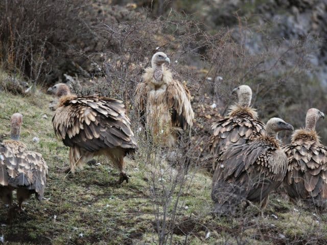 Snow leopard safari at the Qinghai-Tibet plateau | China