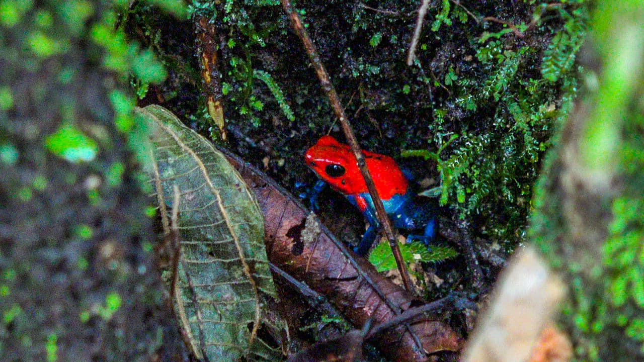 Arenal Volcano Hiking tour, Costa Rica