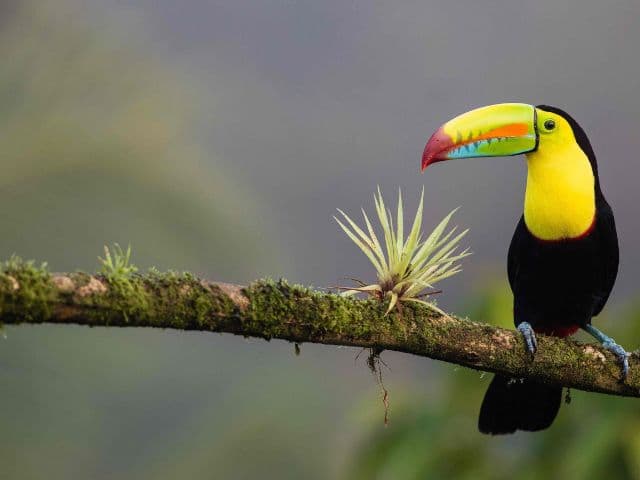 Bird Watching Near the Arenal Volcano, Costa Rica