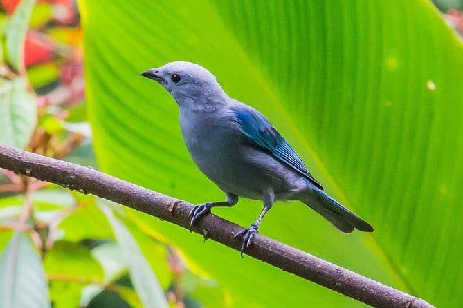 Bird Watching Near the Arenal Volcano, Costa Rica