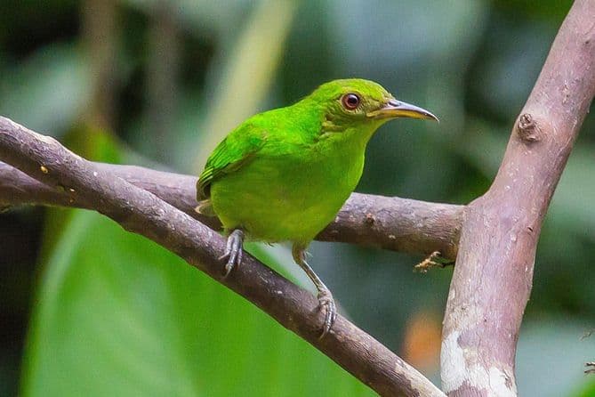 Bird Watching Near the Arenal Volcano, Costa Rica
