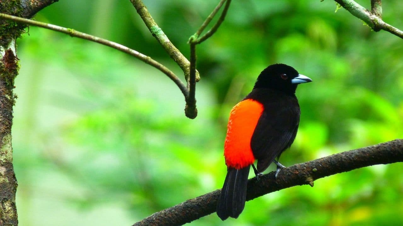 Bird Watching Near the Arenal Volcano, Costa Rica