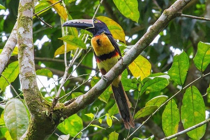 Bird Watching Near the Arenal Volcano, Costa Rica