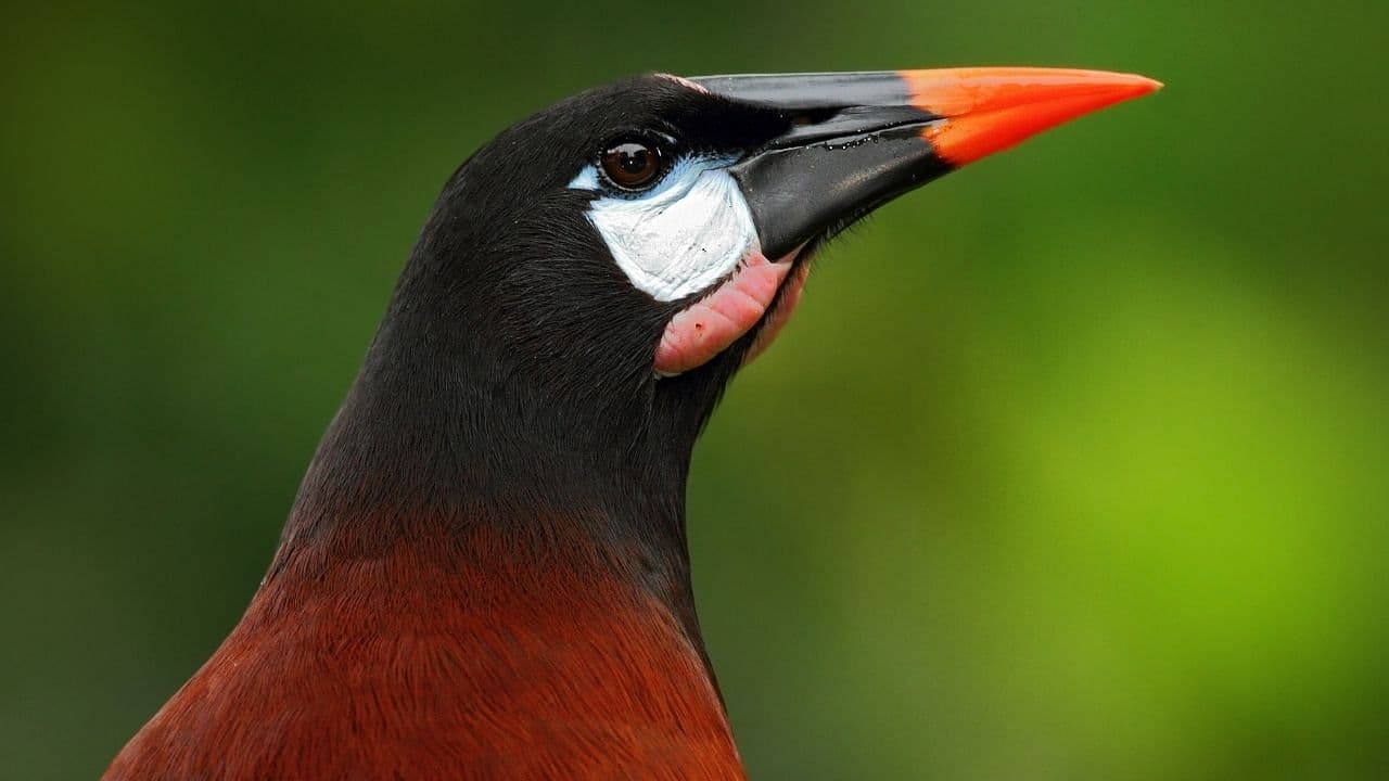 Bird Watching Near the Arenal Volcano, Costa Rica