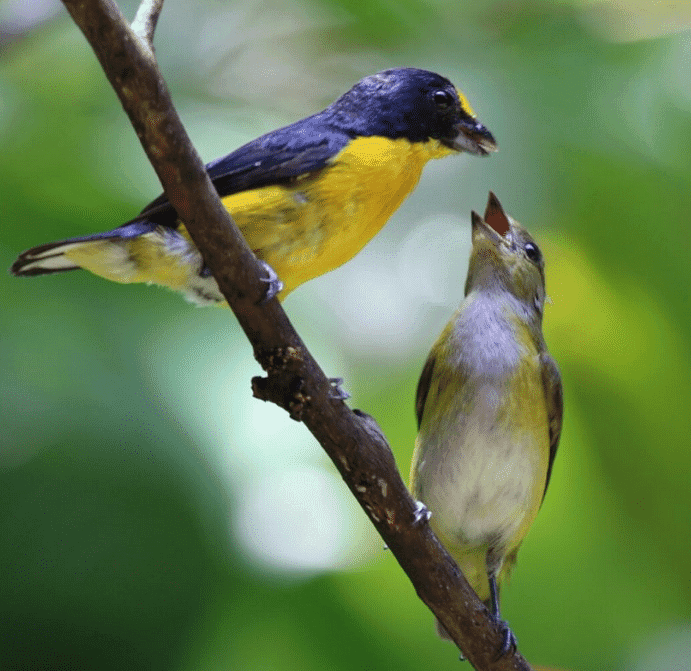 Bird Watching Near the Arenal Volcano, Costa Rica