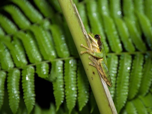 Exclusive Night Walk | La Fortuna