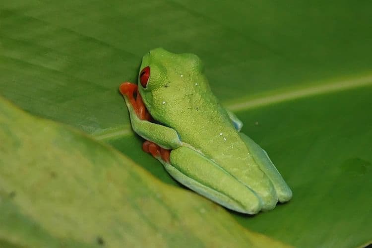 Exclusive Night Walk | La Fortuna
