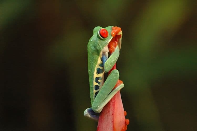 Exclusive Night Walk | La Fortuna