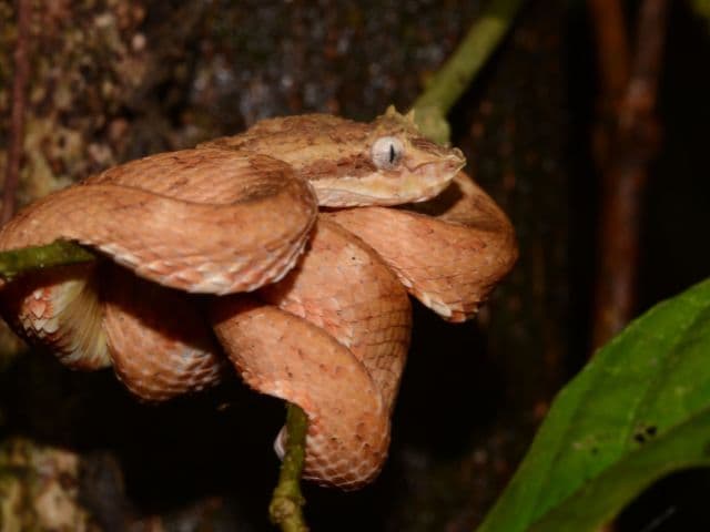 Exclusive Night Walk | La Fortuna