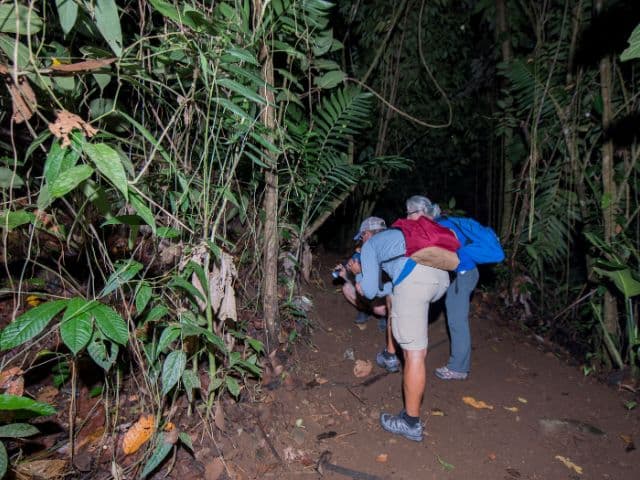 Exclusive Night Walk | La Fortuna