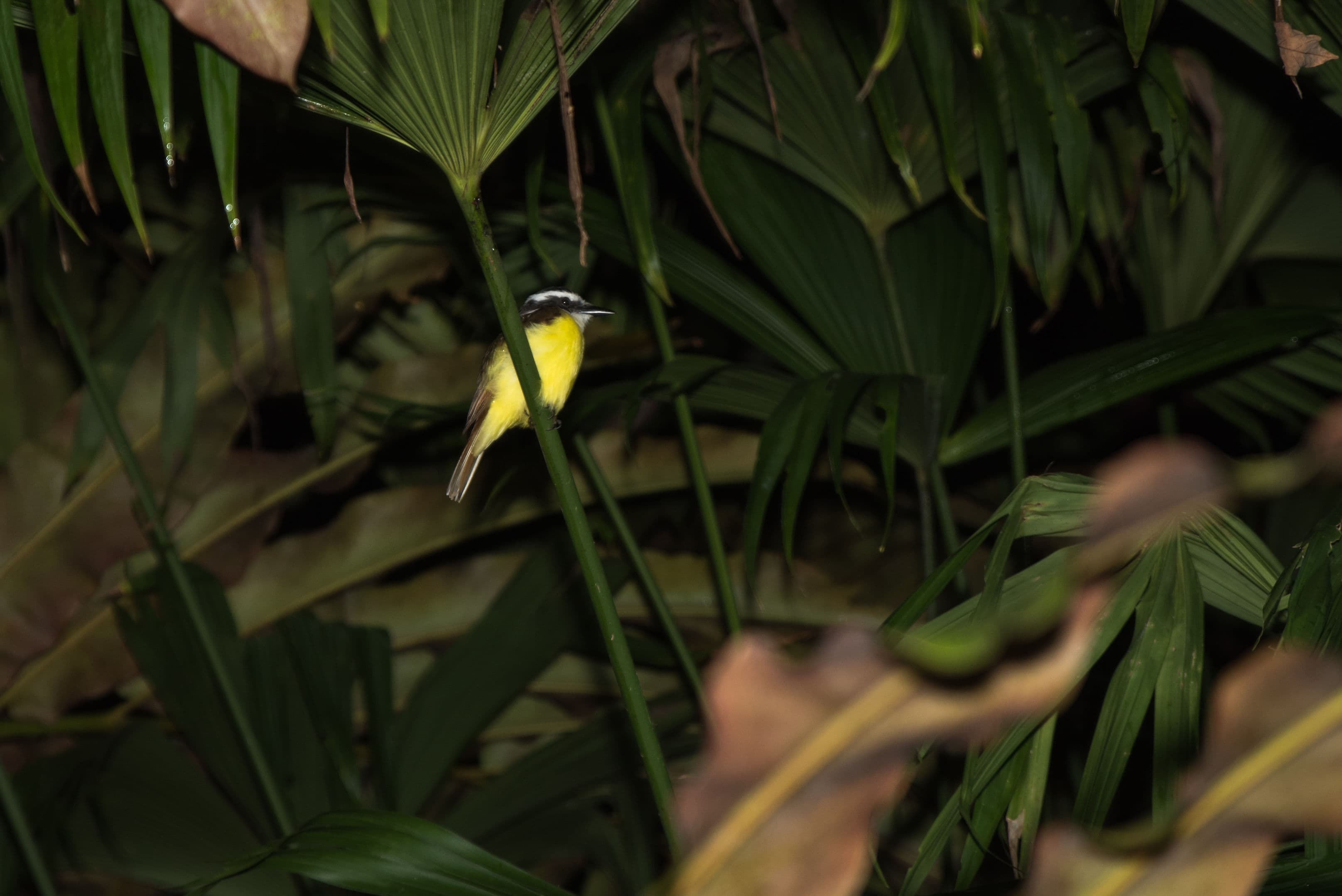 Exclusive Night Walk | La Fortuna