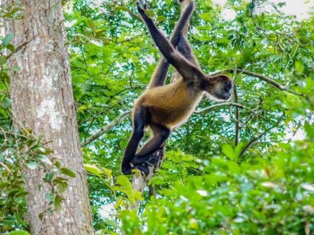 Caño Negro Boat Safari | La Fortuna