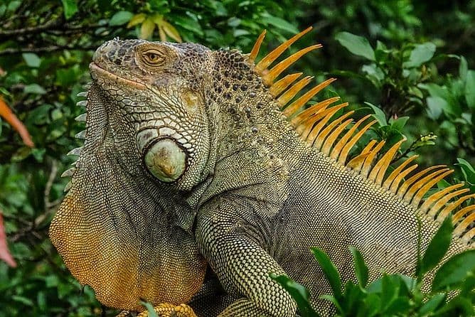 Caño Negro Boat Safari | La Fortuna