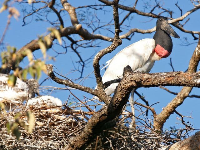 Caño Negro Boat Safari | La Fortuna