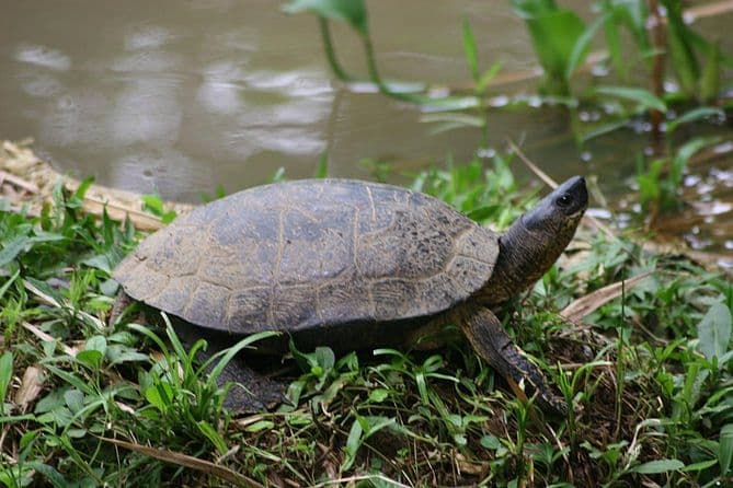 Caño Negro Boat Safari | La Fortuna