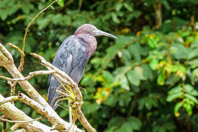 Caño Negro Boat Safari | La Fortuna