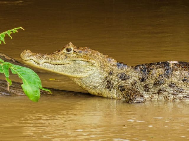Caño Negro Boat Safari | La Fortuna
