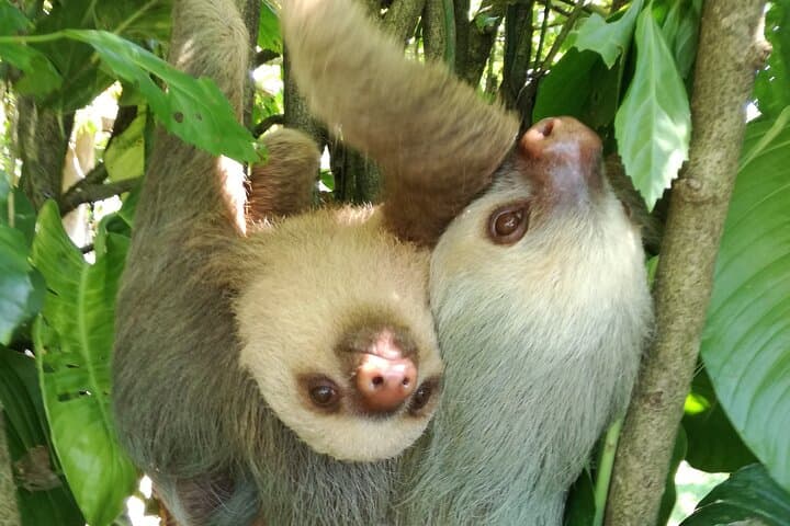 Slothies and Birds | Arenal, Costa Rica