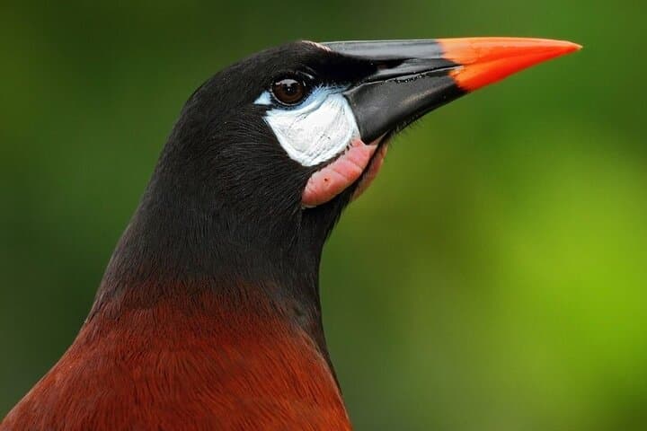 Slothies and Birds | Arenal, Costa Rica