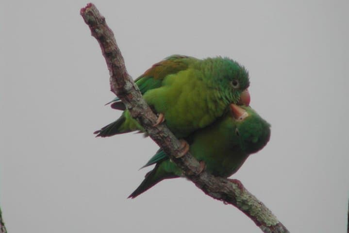 Slothies and Birds | Arenal, Costa Rica