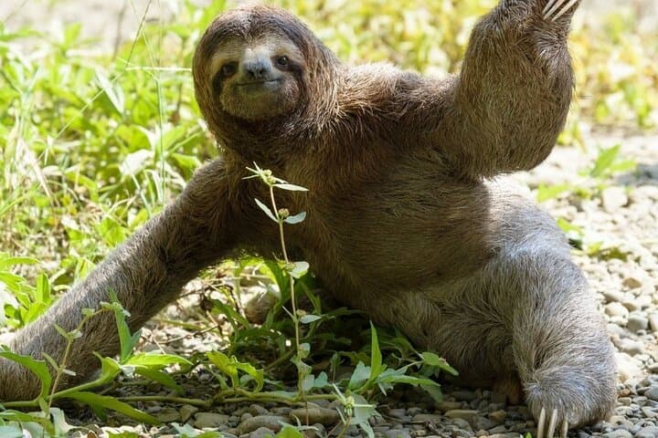 Slothies and Birds | Arenal, Costa Rica