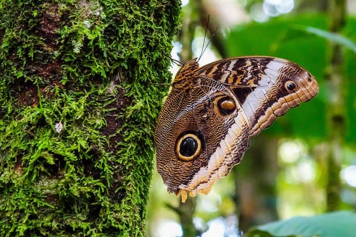 Slothies and Birds | Arenal, Costa Rica
