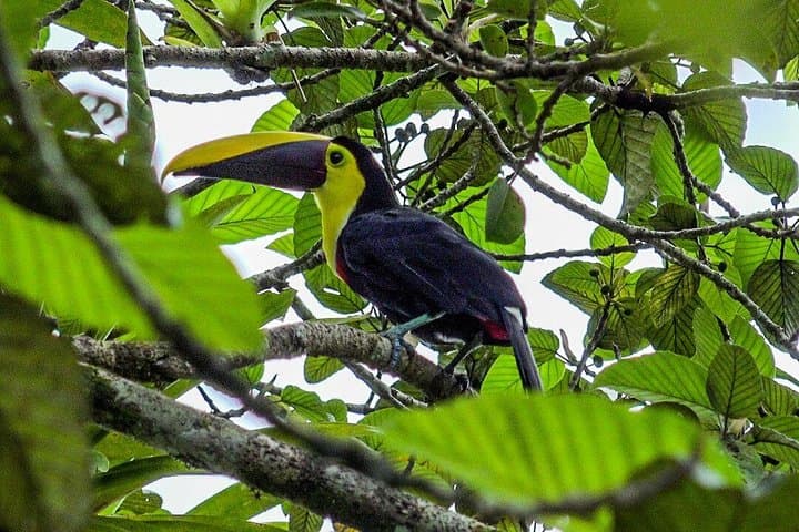 Slothies and Birds | Arenal, Costa Rica