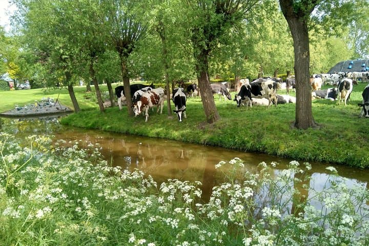 Zaanse Schans windmills and countryside Private bike tour from Amsterdam