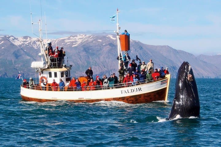 Whale Watching via Oak Boat from Húsavík, Iceland