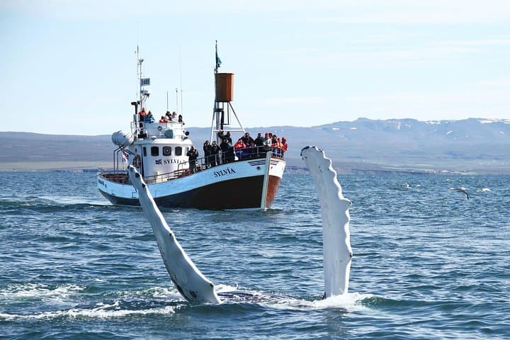Whale Watching via Oak Boat from Húsavík, Iceland