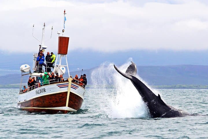 Whale Watching via Oak Boat from Húsavík, Iceland
