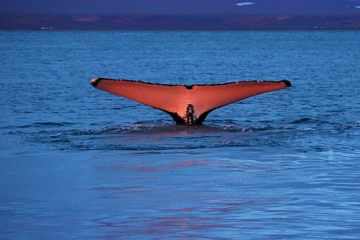 Whale Watching via Oak Boat from Húsavík, Iceland
